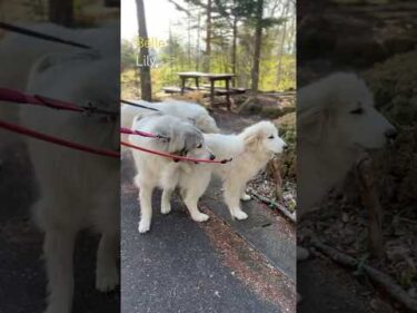 Belle ベル Lily リリー #greatpyrenees #todaysrunrun #グレートピレニーズ #今日のルンルン