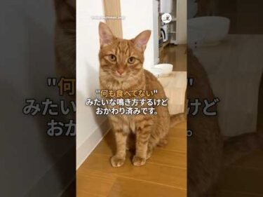 おかわり済みなのにひもじい声を出す猫🥺｜PECO