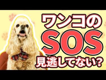 犬の問題行動はなぜ起こるのか？困ったことを直すにはどうしたらいいの？【犬のしつけ】