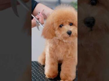 小さいお耳が可愛すぎるトイプーの熊さんカット#asmr #shorts  #子犬 #トリミング #asmr #ヘアカット