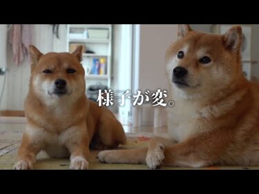 どうした？猫が手術にいくと柴犬の様子がおかしい。