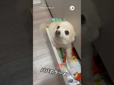 愛犬が突然ラーメンを守り始めた…！｜PECO