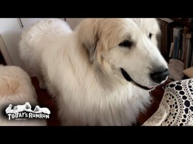 お父さん不在で退屈なのでお母さんの部屋に遊びにきたアランです　Great Pyrenees　グレートピレニーズ
