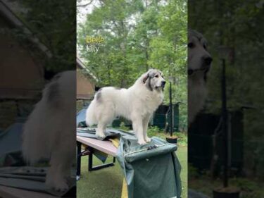 Belle ベル Lily リリー #greatpyrenees #todaysrunrun #グレートピレニーズ #今日のルンルン