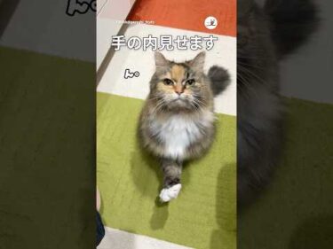 手の内見せてくれる猫👐｜PECO