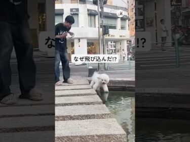 突然池にダイブしたワンコ｜PECO