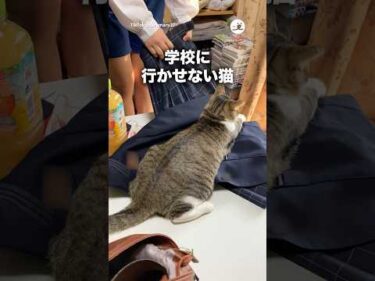学校には行かせない！！！｜PECO