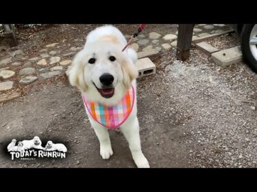 シャンプーへ行き見違えるように真っ白になったリリーです　Great Pyrenees　グレートピレニーズ