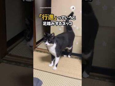 一緒に足踏みするネッコ😻｜PECO