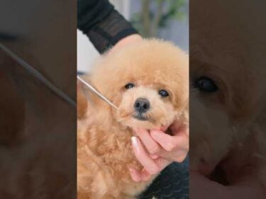 寝転んだままですが、可愛く変身できますか？#asmr #shorts  #子犬 #トリミング #asmr #ヘアカット