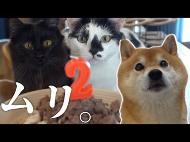 柴犬と男飯に挑戦⁉︎男ふたり不器用すぎて、こうなる。