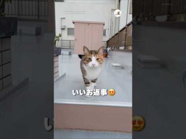 【全力ボイス】お返事しながらまっしぐら！｜PECO