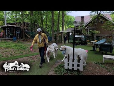ワチャワチャしててなかなか出発しないアランとベルとリリーです　Great Pyrenees　グレートピレニーズ