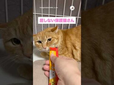 【保護猫】ペロッとしたら負けだと思ってる｜PECO