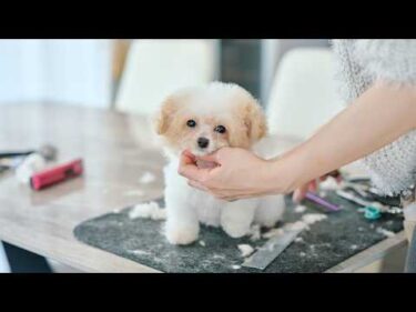 生後１１９日のトイプードル、可愛すぎる初めてのトリミング【出張トリミング】