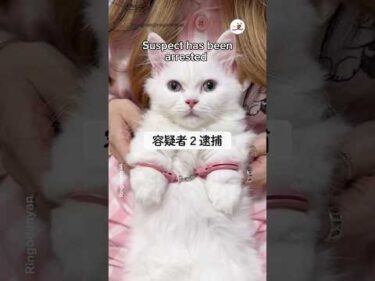 残された歯型で犯猫を捜査｜PECO