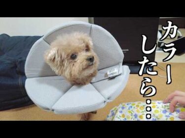 愛犬のほっぺ治療の為にカラーをしたらまさかの行動に…【トイプードル】