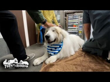 月に1回の鍼灸治療で疲れをほぐしてもらったアランです　Great Pyrenees　グレートピレニーズ