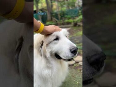 Alain アラン #greatpyrenees #todaysrunrun #グレートピレニーズ #今日のルンルン
