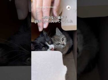 ツーリング中に出会った子猫｜PECO #shorts