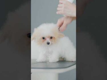 生後１１９日パピー癒しすぎるトリミング/ Adorable 119-Day-Old Puppy’s Adorabke Grooming#トリミング #子犬 #asmr #puppy  #犬のいる暮らし