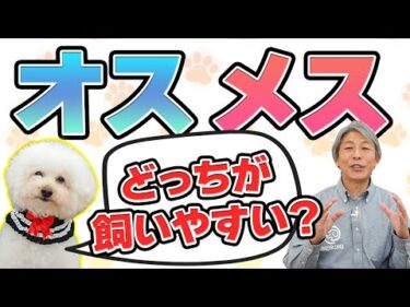 犬を飼うならオス？メス？男の子と女の子の違いについてドッグトレーナーが解説【犬のしつけ】