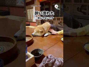 【寝たフリ中】体勢が完全に酔い潰れたやつ😂｜PECO