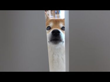 柴犬が新入り猫に我慢できなくなる瞬間が、これ。