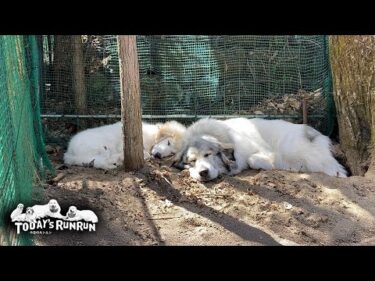 秘密基地に仲良く入り浸っているベルとりりーです　Great Pyrenees　グレートピレニーズ