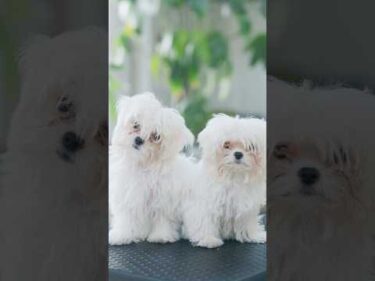最強に可愛いビションの子犬たち/ The Cutest Bichon Puppies Ever!#トリミング #子犬 #asmr #puppy  #犬のいる暮らし