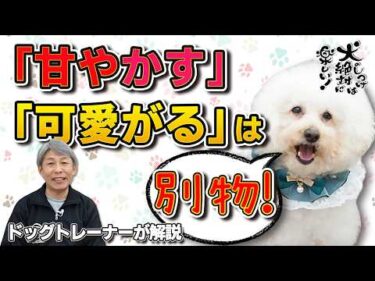 【犬のしつけ】甘やかしと可愛がりの違いについて。