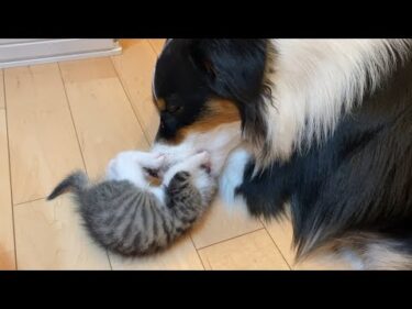 先輩犬による、子猫へのやさしい教育的指導　Dog Teaches Manners to Kitten