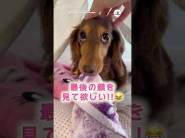 奪われ方が可愛すぎる｜PECO