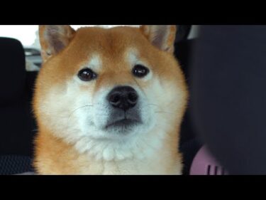 柴犬が唐突な病院で‥完全にやる気をなくす瞬間が、これ。