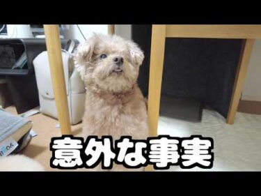 散歩嫌いだと思ってた愛犬の意外な事実が発覚しました！【トイプードル】