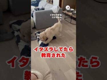 ハスキーさん「それはダメだよ！」｜PECO