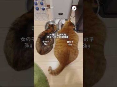 ご飯の量は同じなのに…｜PECO
