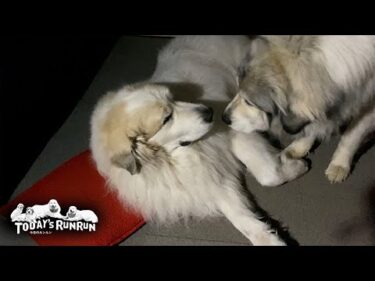 ベルの出動要請に応じず番犬をサボるアランです　Great Pyrenees　グレートピレニーズ