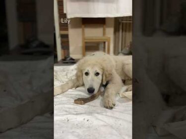 Lily リリー #greatpyrenees #todaysrunrun #グレートピレニーズ #今日のルンルン