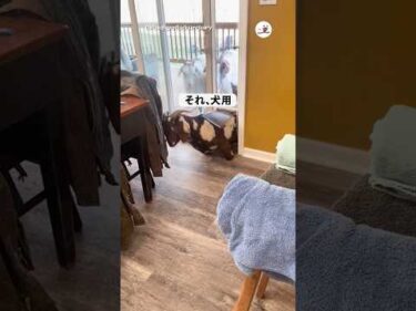 それ犬用だよ！｜PECO