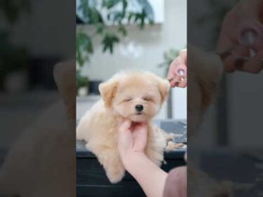 三角の垂れ耳が可愛すぎるポメプーの子犬 #shorts  #子犬 #トリミング #asmr #ヘアカット
