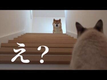 柴犬は輪に入れない子猫を見て決心をしたようです。