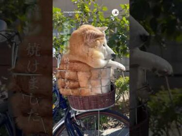 焼き上がりましたよー🍞｜PECO