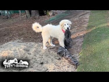敷物を持ち出したりワンプロしたり毎日とても忙しいリリーです　Great Pyrenees　グレートピレニーズ