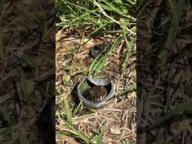 カエルさん家賃発生しますけど、、、