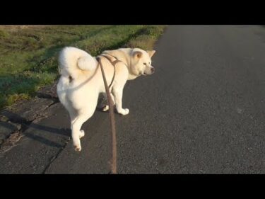【秋田犬ゆうき】何かと忙しい朝のお散歩なのに１メートル毎ににおいを嗅ぐので全く進まない【akita dog】