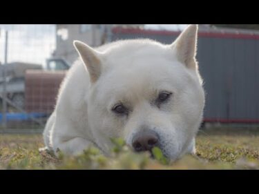 【美しいライブ配信を目指して】キッシュブラッシング14時より配信