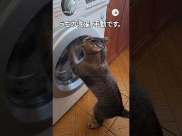 猫の手、ガチで借りちゃった🤣｜PECO