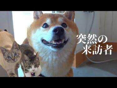 柴犬は保護猫と奇跡的な距離感に！…しかし突如、予期せぬ訪問者が！
