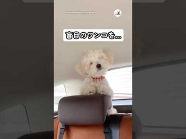 盲目のワンコが安心して散歩ができるのは…｜PECO